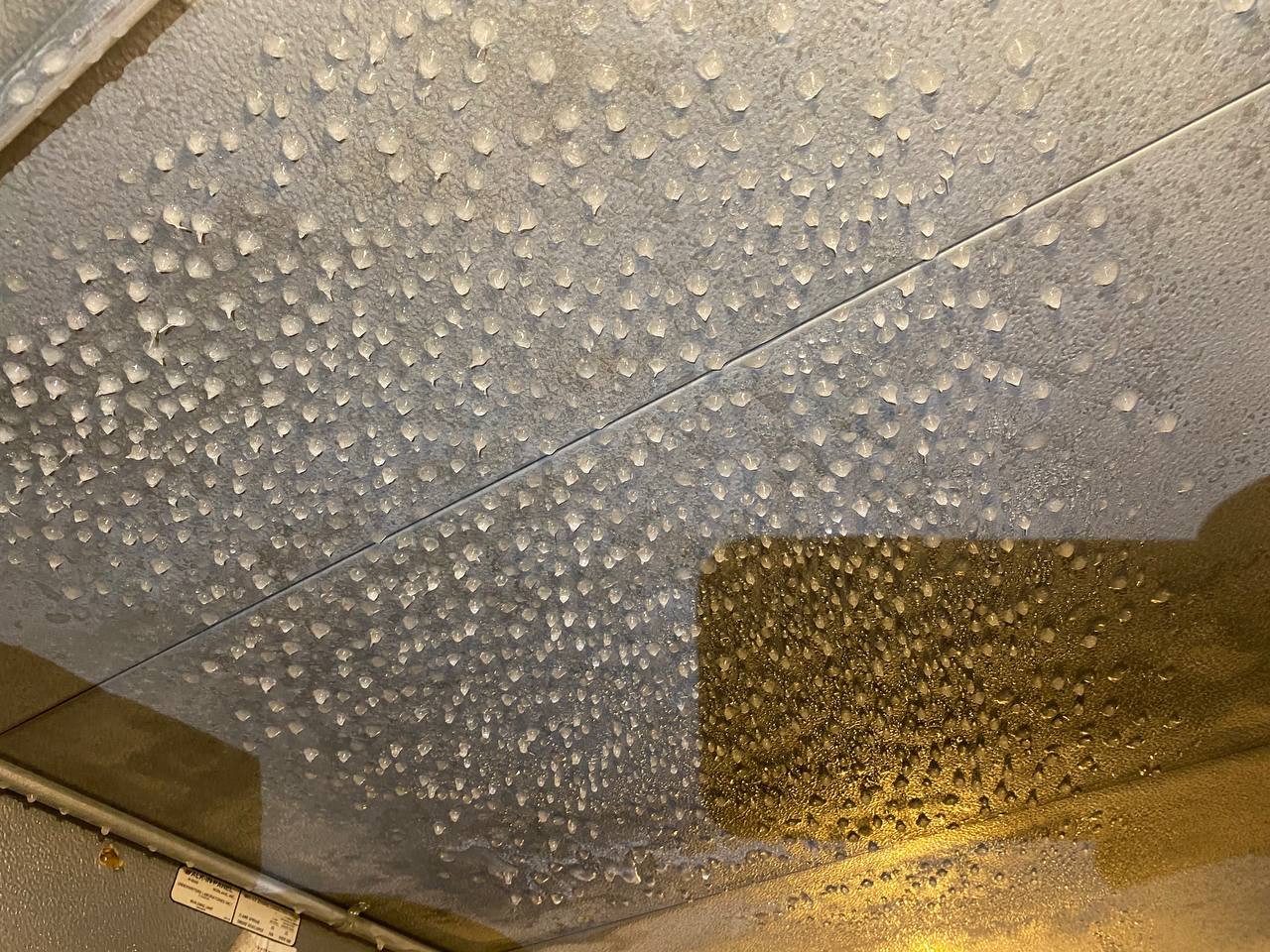 Frozen droplets across a walk-in freezer ceiling.